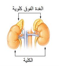 الغدة الكظرية أعراض وعلاج أورام الغدة الكظرية