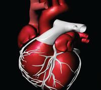 خلايا عضلة القلب تتجدد عند الأطفال