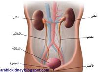 أهم أسباب أمراض الكلى والجهاز البولي