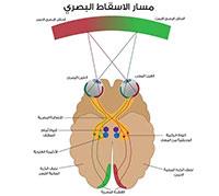 فحص مجال الرؤية