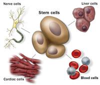 الخلايا الجذعية: ما المقصود بها وما وظيفتها