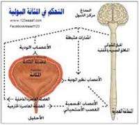 المثانة العصبية.. أسبابها ومستجدات علاجها