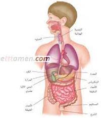 معلومات مبسطة عن الجهاز الهضمي من أجل طفلك