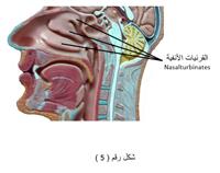 عن أمراض الأنف الشائعة 