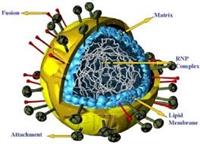 الفيروس المخلوي التنفسي