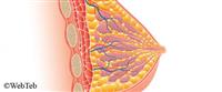 أنسجة الثدي عالية الكثافة: ماذا يعني ذلك؟ 