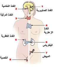 أمراضُ الغُدد الصمِّ