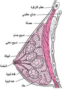  أسباب حصى الكلى وأنواعها, 