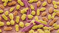 زيادة بكتيريا مضرة في الأمعاء تؤذي الأوعية الدموية