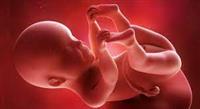 نمو الجنين: الثلث الأول من الحمل 