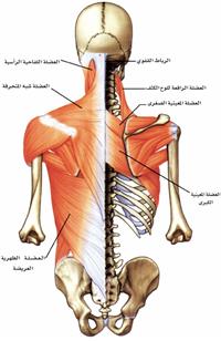  تعرفوا على اسباب الام الظهر 