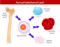 ما معنى النخاع