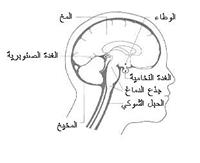 أمراض التوازن