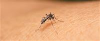 دراسة حديثة: البعوض الشائِع لا ينقل فيروس زيكا!